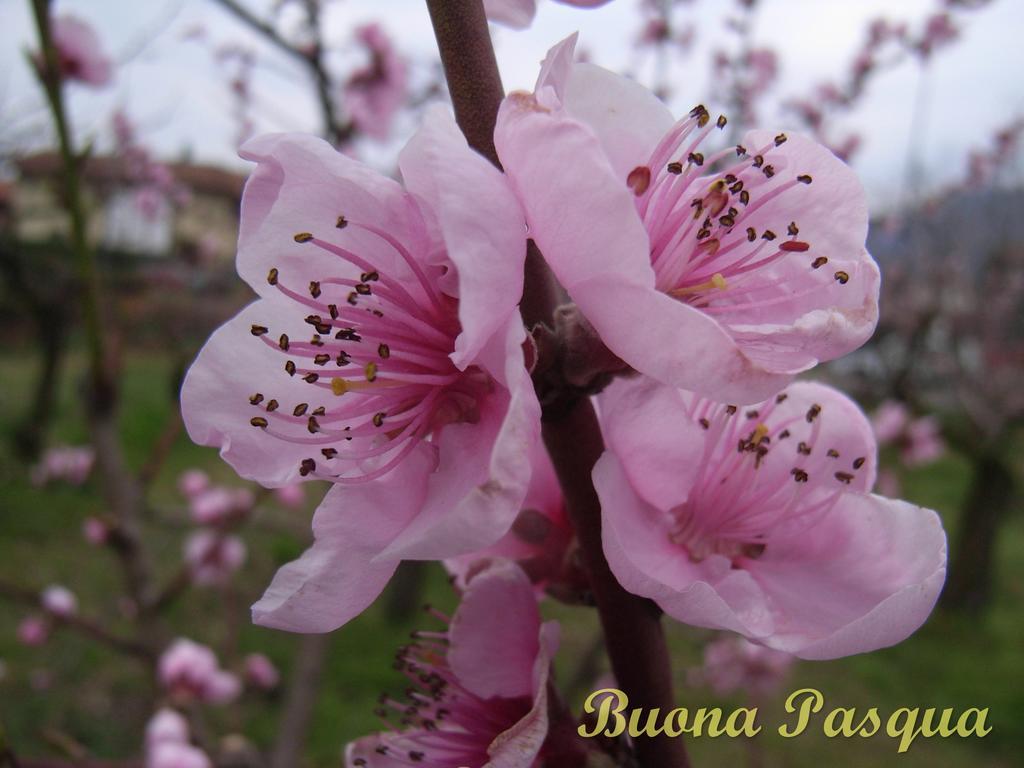 U Tej Bed & Breakfast Cumiana Dış mekan fotoğraf